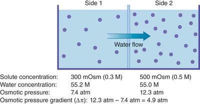 Water flow up an osmotic pressure gradient