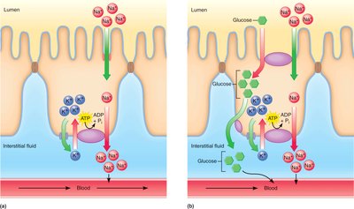 Mechanisms of epithelial solute transport