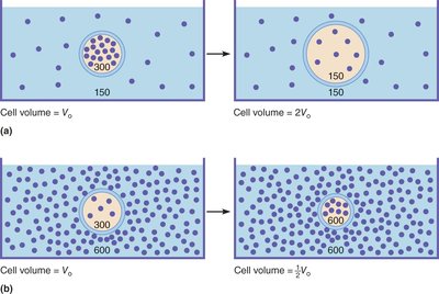 Cell volume changes in hypotonic and hypertonic solutions