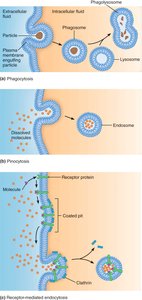 Types of endocytosis