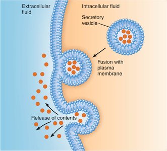 Exocytosis process