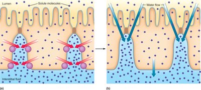 Epithelial water transport