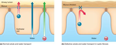 Normal and defective solute and water transport in cystic fibrosis