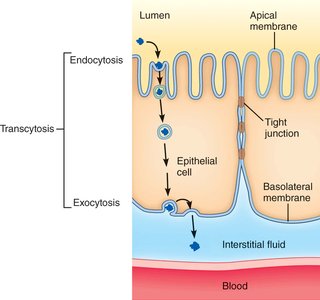 Transcytosis across epithelial cells