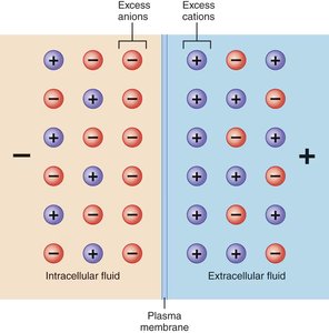 Separation of charge across a cell membrane