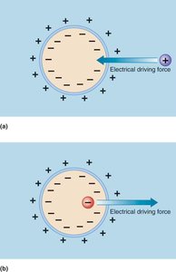 Electrical driving forces on ions