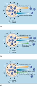 Chemical, electrical, and electrochemical driving forces on potassium ions