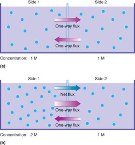 Directional flow of molecules and net flux