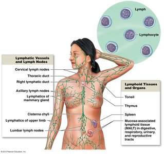 Diagram of lymphatic vessels, nodes, and tissues in the human body