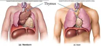 Comparison of thymus size in newborn and adult