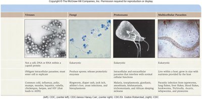 Flowchart of innate and adaptive immunity
