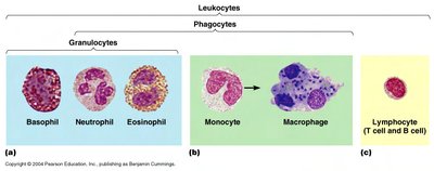 Diagram of leukocytes, including phagocytes and lymphocytes