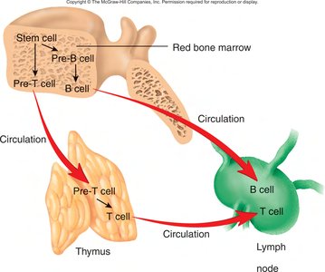 Diagram of lymphocyte development from bone marrow to lymph nodes and thymus