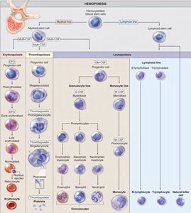 Diagram of hemopoiesis showing lymphoid and myeloid lineages