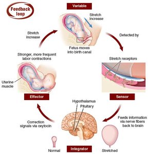 Healthy fluctuations and homeostasis