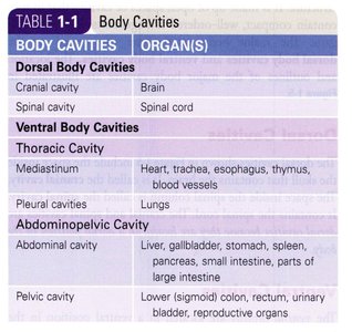 Table of body cavities and organs