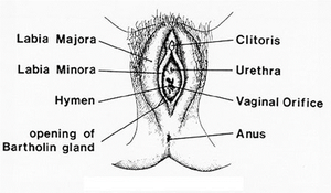 Diagram of female external genitalia