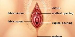 Diagram of the vagina and surrounding structures
