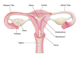 Diagram of fallopian tubes and fimbriae