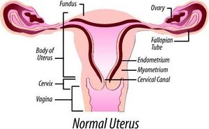 Gross specimen of uterus and fallopian tubes