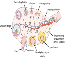 Ovary with labeled follicles and corpus luteum