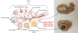 Ovarian follicles and corpus luteum