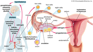 Hormonal regulation of the ovarian cycle