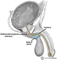 Diagram showing bulbo-urethral gland and duct in male pelvis