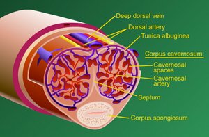 Cross-section of penis showing erectile tissues