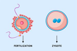 Fertilization and zygote formation