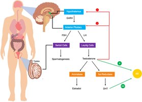 Hormonal regulation of male reproductive system