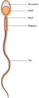 Structure of a sperm cell