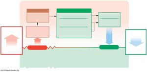 Homeostatic response to respiratory acidosis