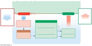 Homeostatic response to respiratory alkalosis