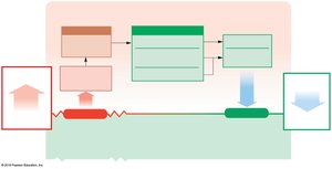 Homeostatic response to metabolic acidosis (increased acid production)