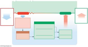 Homeostatic response to metabolic acidosis (bicarbonate loss)
