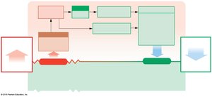 Homeostatic regulation of sodium increase