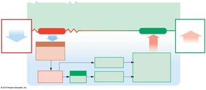 Homeostatic regulation of sodium decrease