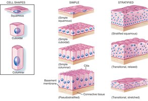 Classification of epithelial tissues by cell shape and arrangement
