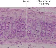 Cartilage tissue with chondrocytes