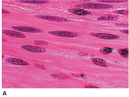 Smooth muscle tissue