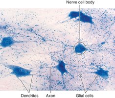 Nervous tissue showing neurons and glial cells