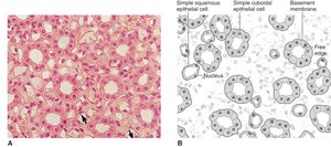 Simple squamous and simple cuboidal epithelium