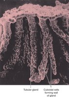 Simple cuboidal epithelium in tubular glands