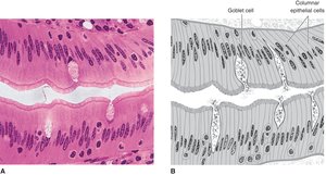 Simple columnar epithelium with goblet cells
