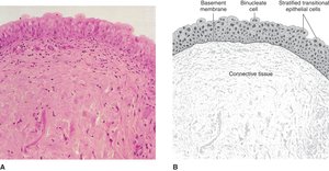 Stratified transitional epithelium