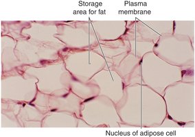 Adipose tissue showing fat storage