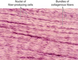 Dense fibrous connective tissue with collagen fibers