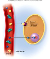 Lipid-soluble and water-soluble hormone action