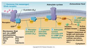 Second messenger activation by water-soluble hormones